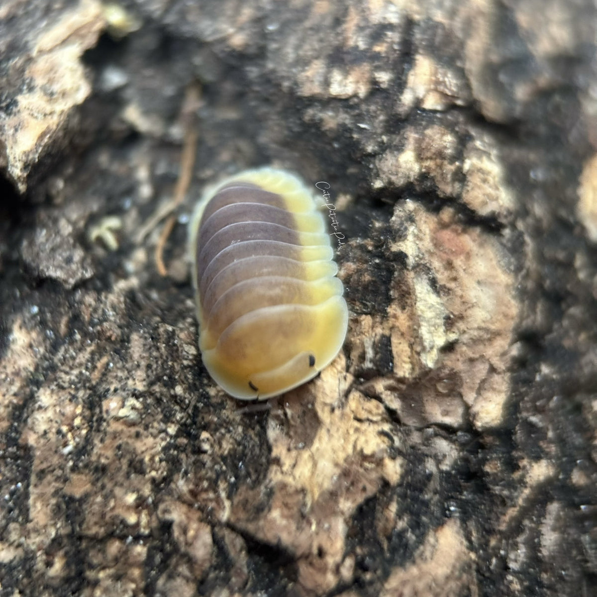 Cubaris sp. Lemon Blue