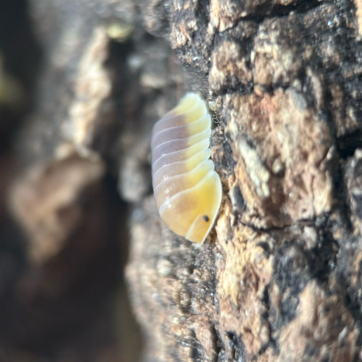 Cubaris sp. Lemon Blue