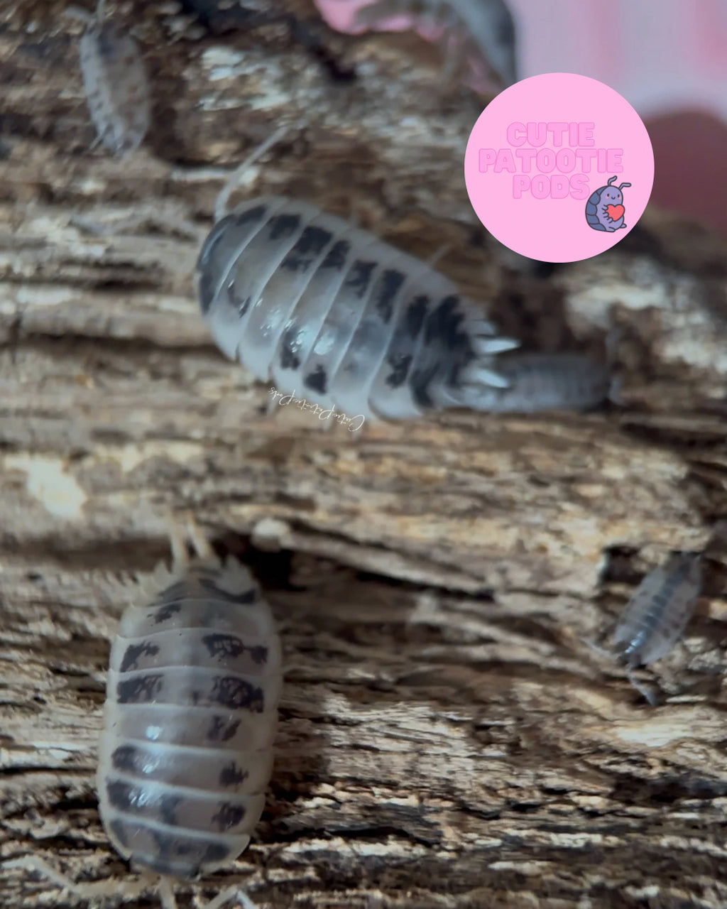 Dairy Cow Isopods