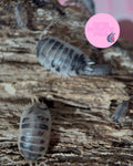 Dairy Cow Isopods