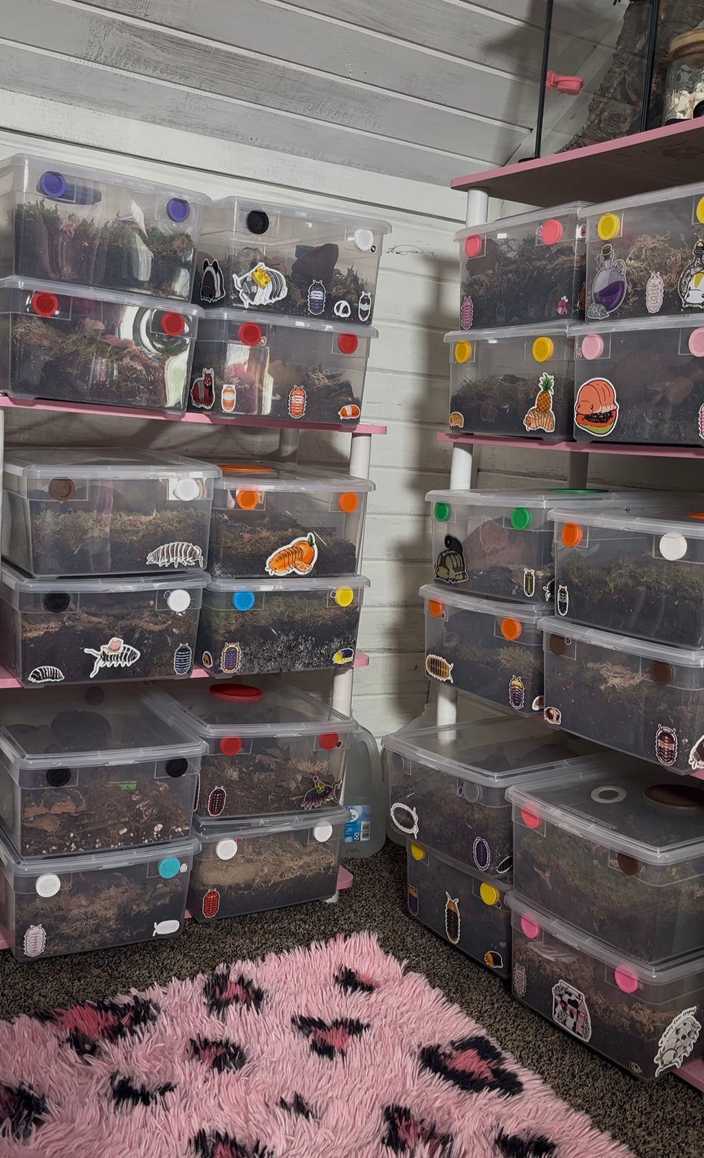 Themed Isopod Enclosure