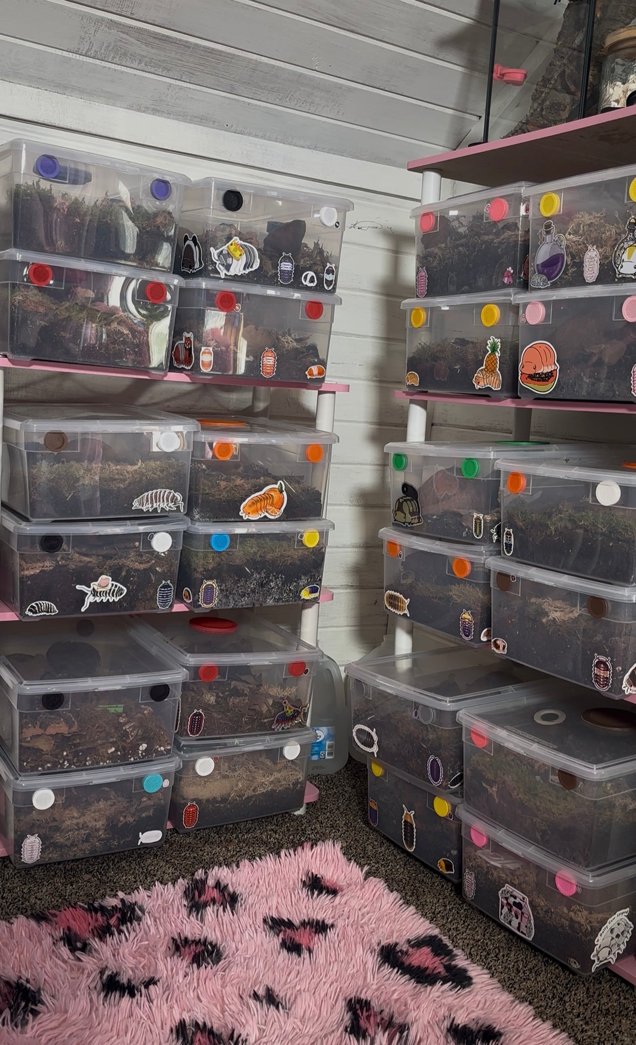 Themed Isopod Enclosure