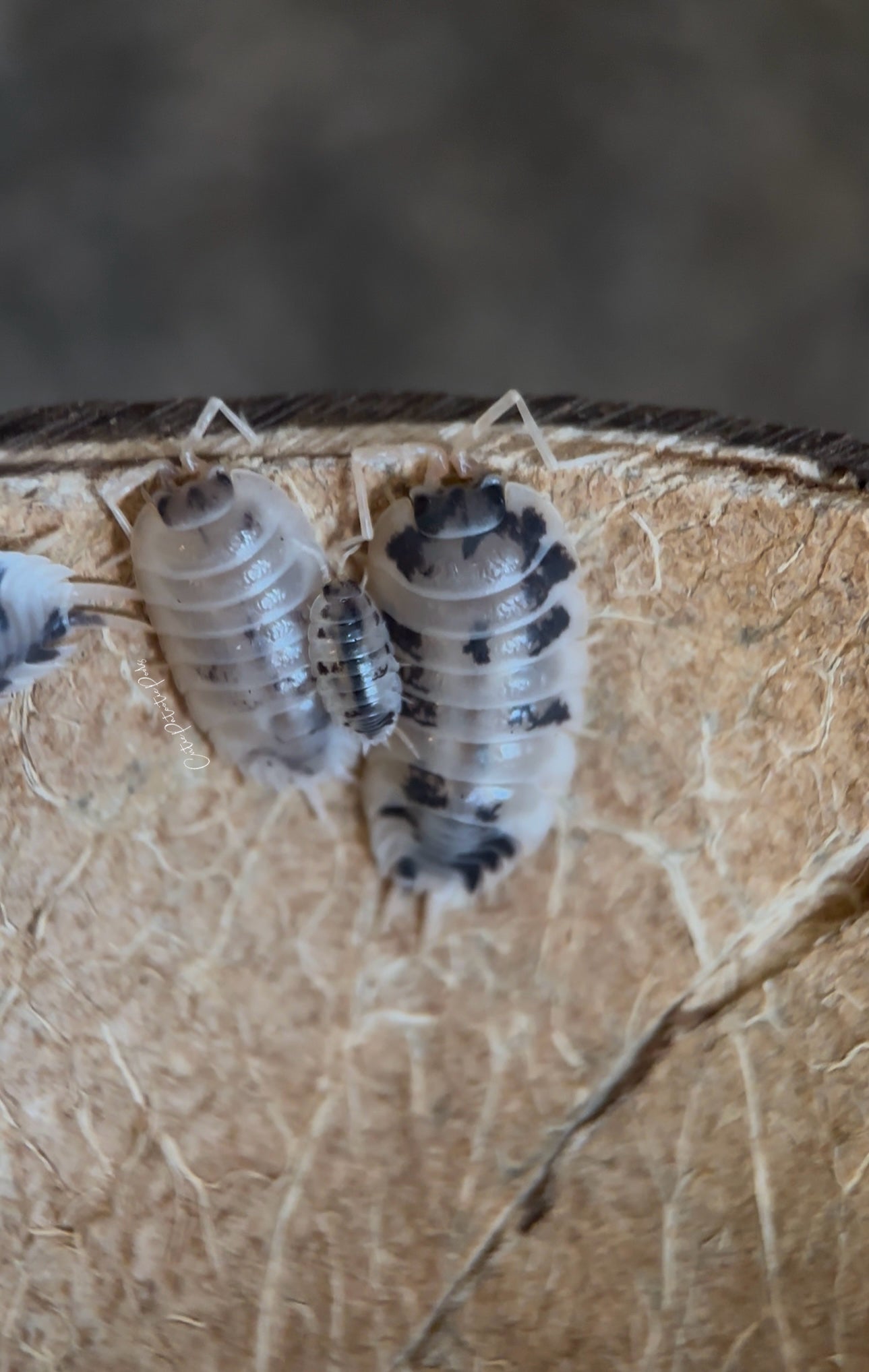 Dairy Cow Isopods