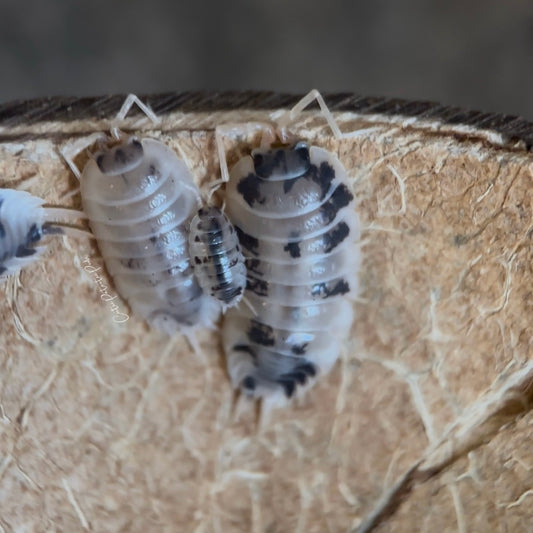 Porcellio Laevis "Dairy Cow"