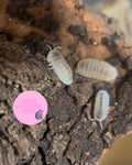 Cubaris Murina "Glacier"