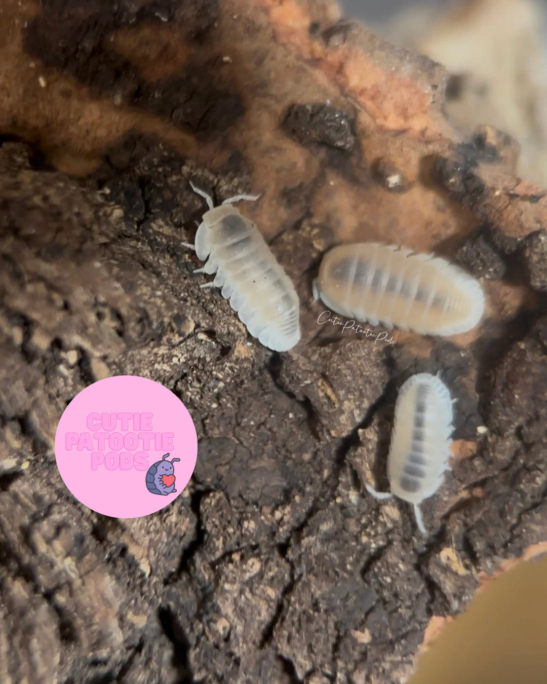 Cubaris Murina "Glacier"