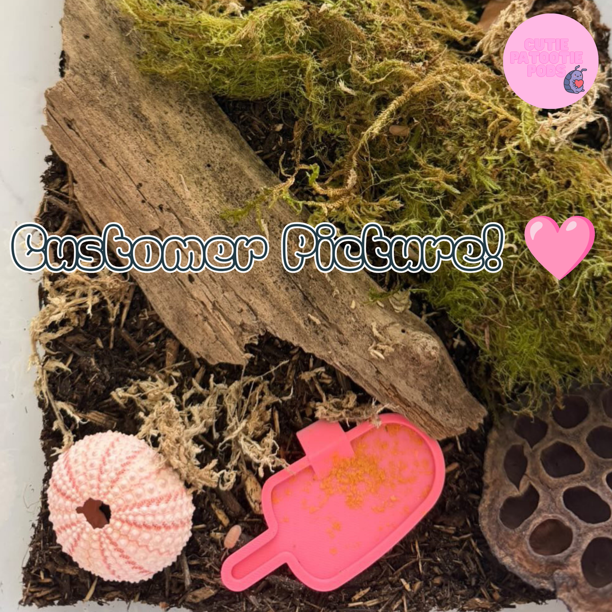 Popsicle ~ Isopod , Invertebrate Feeder