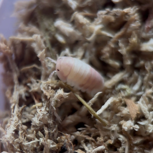 Cubaris sp. Pink Panda