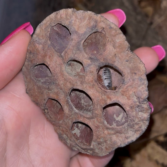 Porcellio Laevis "Dairy Cow"