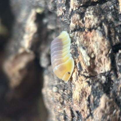 Cubaris sp. Lemon Blue
