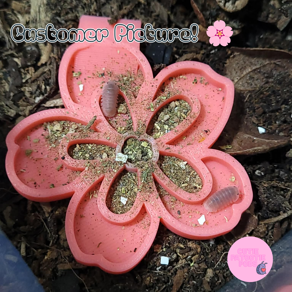 Cherry Blossom ~ Isopod , Invertebrate Feeder