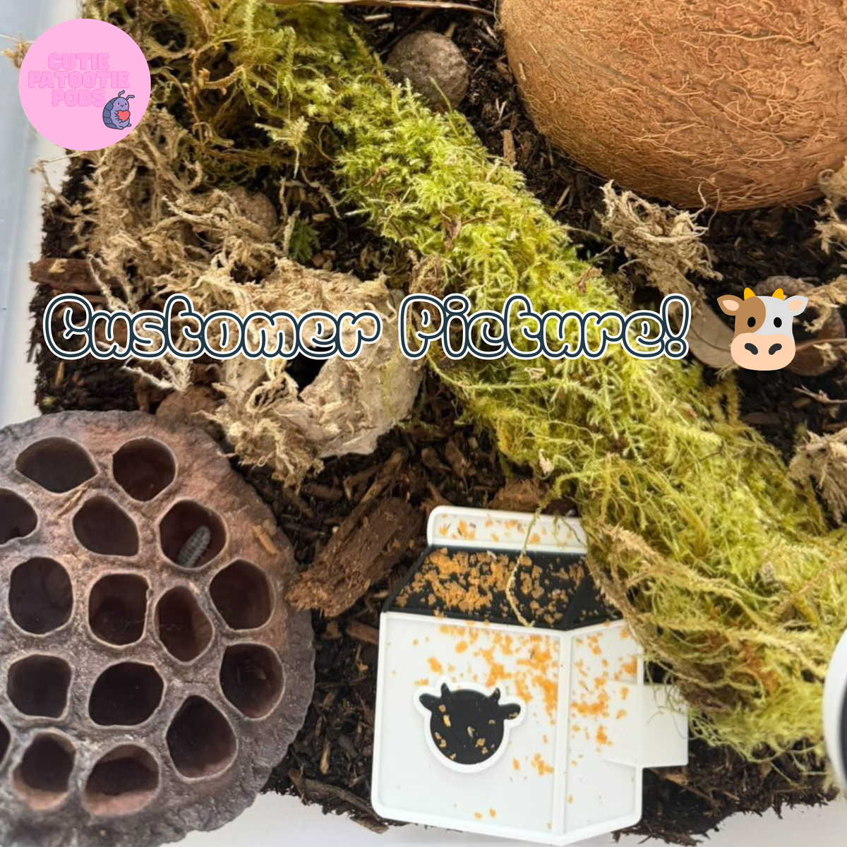 Milk Carton ~ Isopod , Invertebrate Feeder