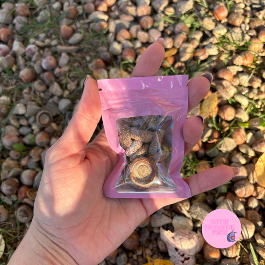 Acorn Tops for Isopods ~ Bioactive Enclosures