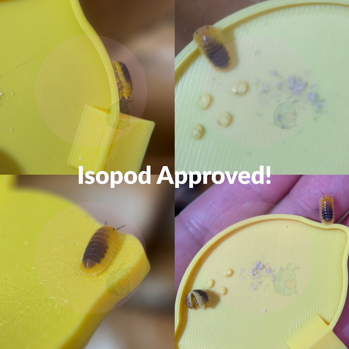 Lemon Isopod Feeder