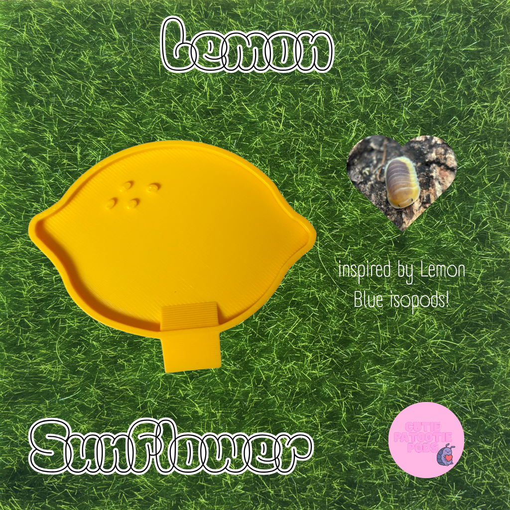 Lemon ~ Isopod , Invertebrate Feeder