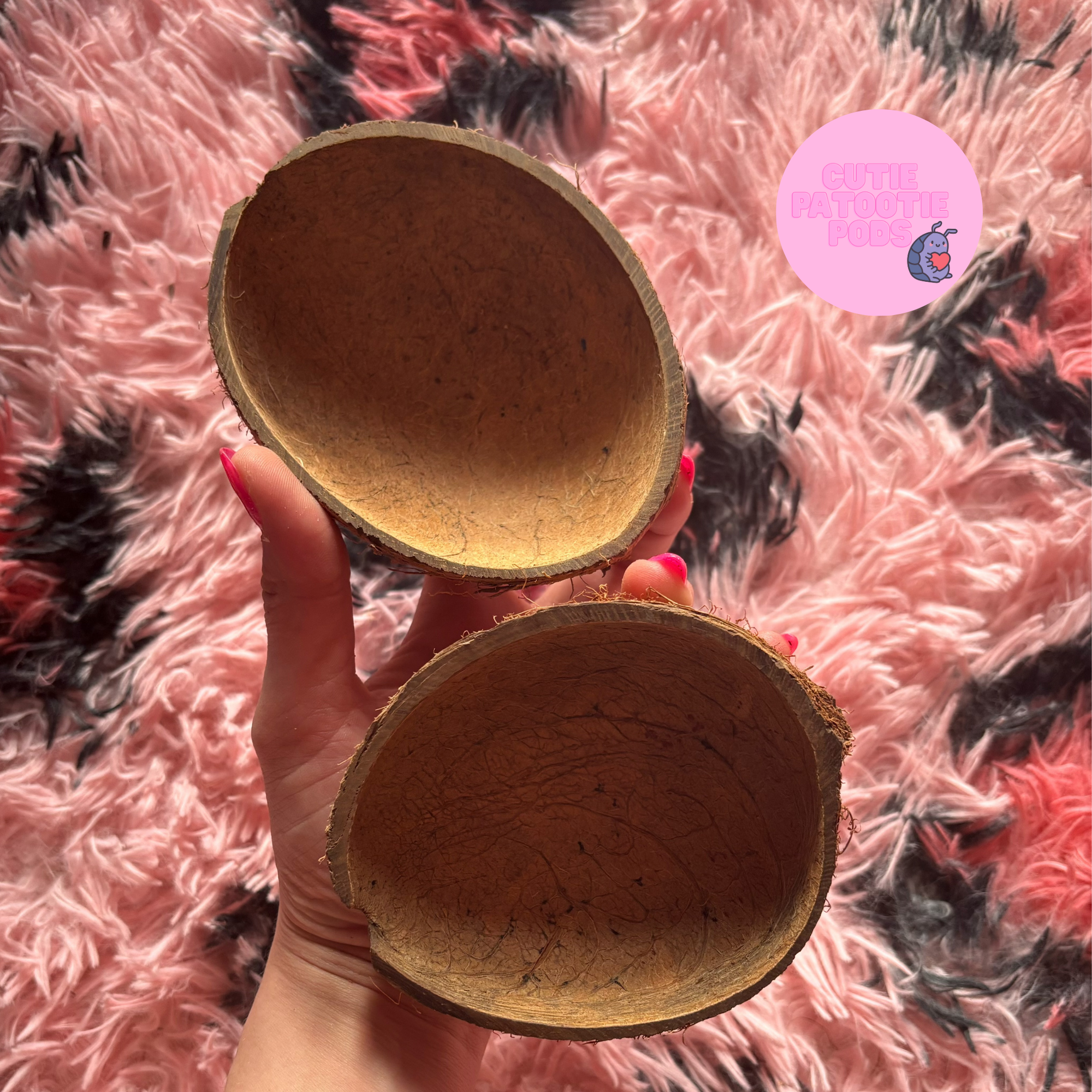 2 Coconut Halves ~ Isopod Hide