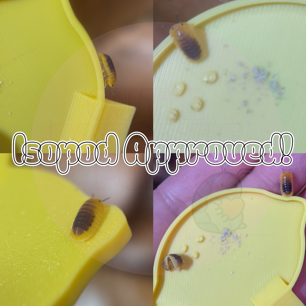 Lemon Isopod Feeder