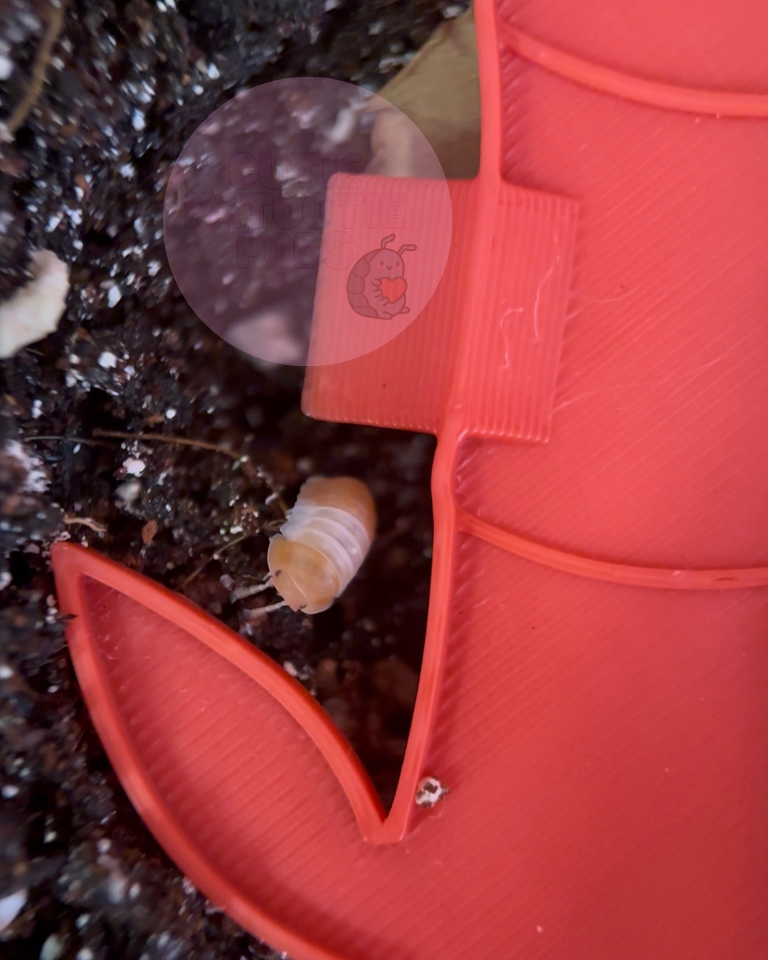 Bamboo Isopod Feeder