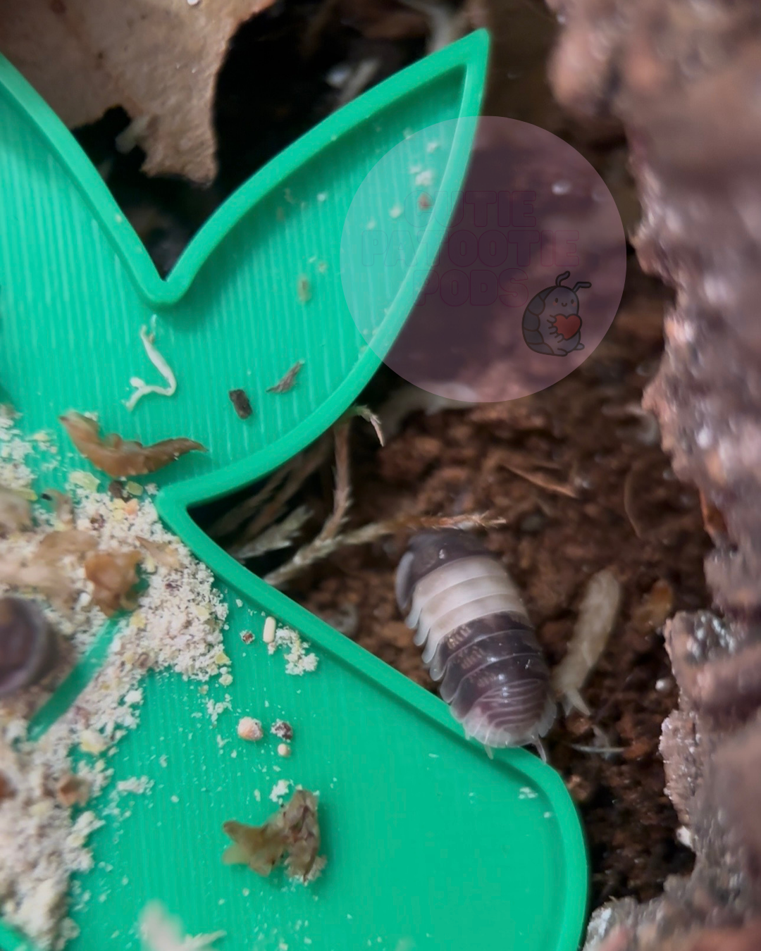 Bamboo Isopod Feeder