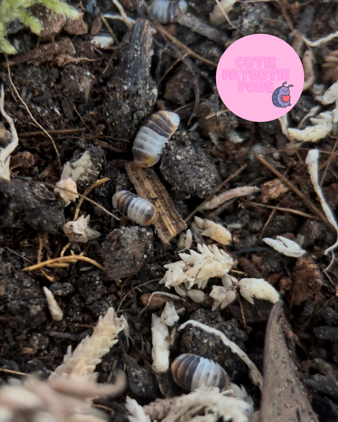 Cubaris sp. "White Shark"
