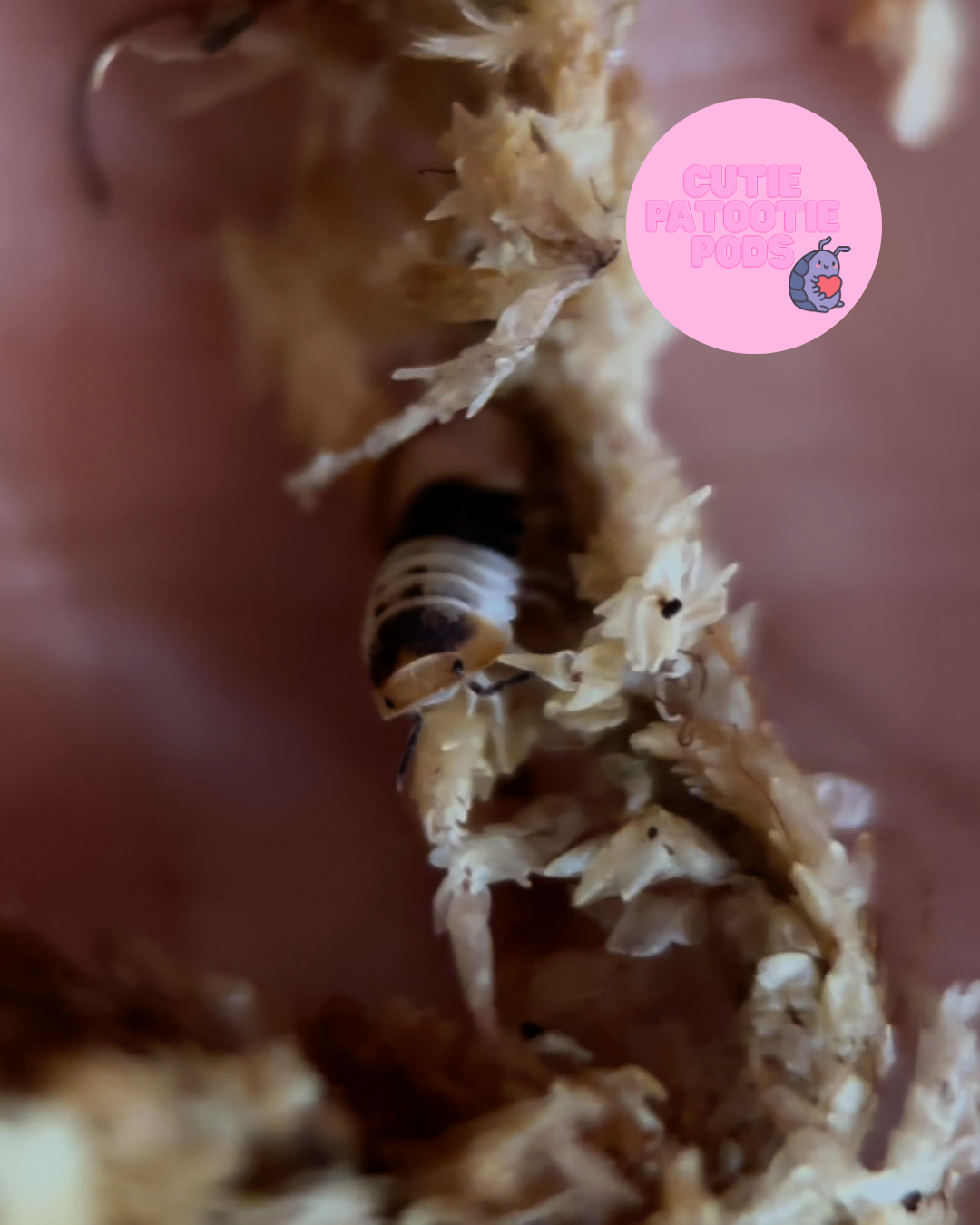 Cubaris sp. "White Shark"