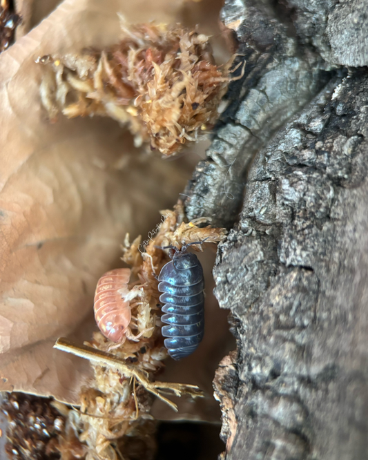 Armadillidium vulgare "Gem mix"