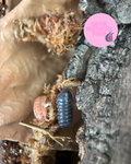 Armadillidium vulgare "Gem mix"