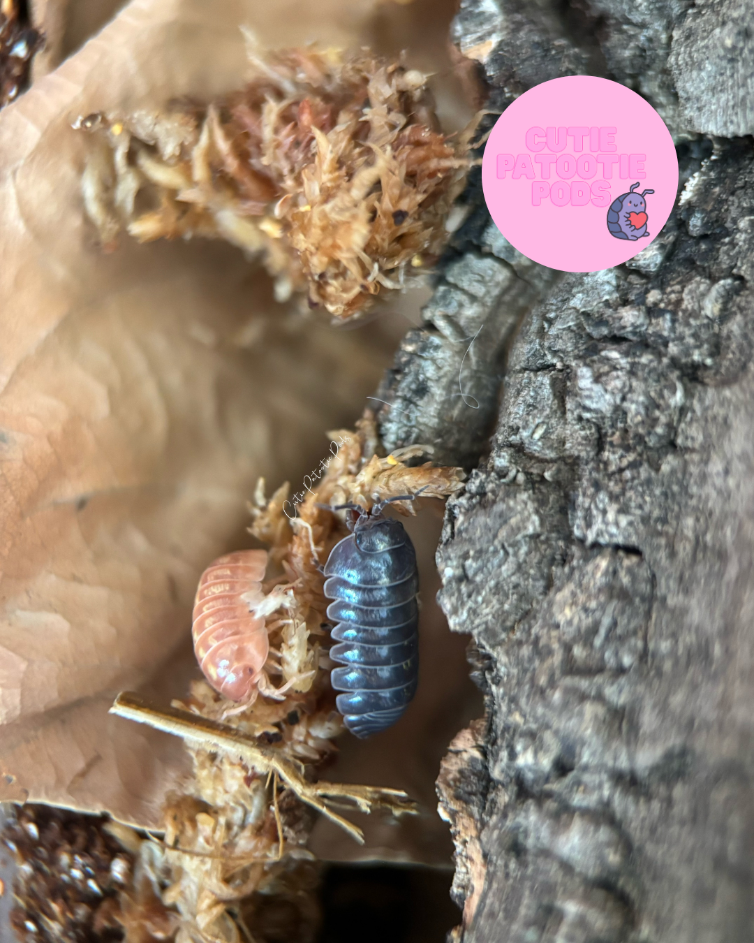 Armadillidium vulgare "Gem mix"