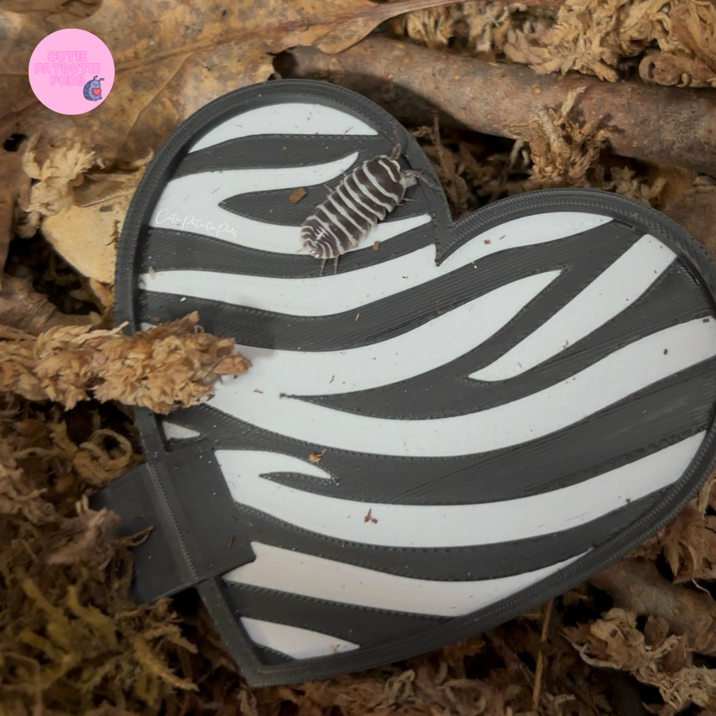 Zebra Stripes ~ Isopod , Invertebrate Feeder