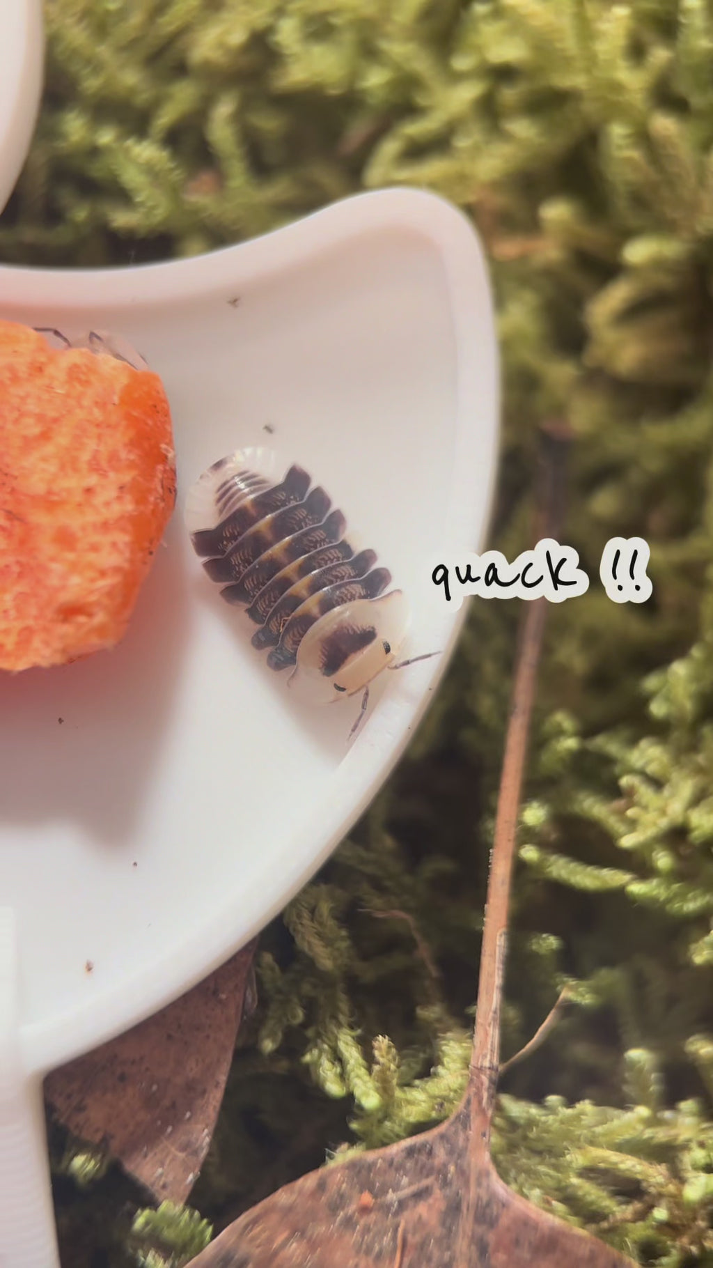 Rubber Ducky Isopod Feeder