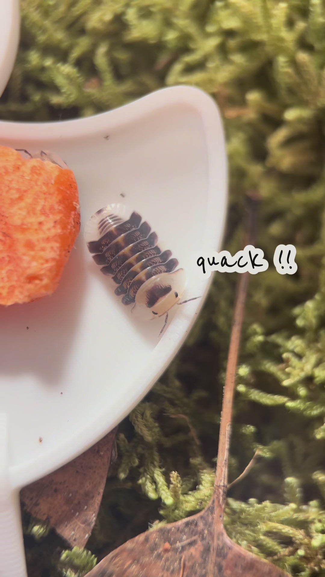 Rubber Ducky Isopod Feeder