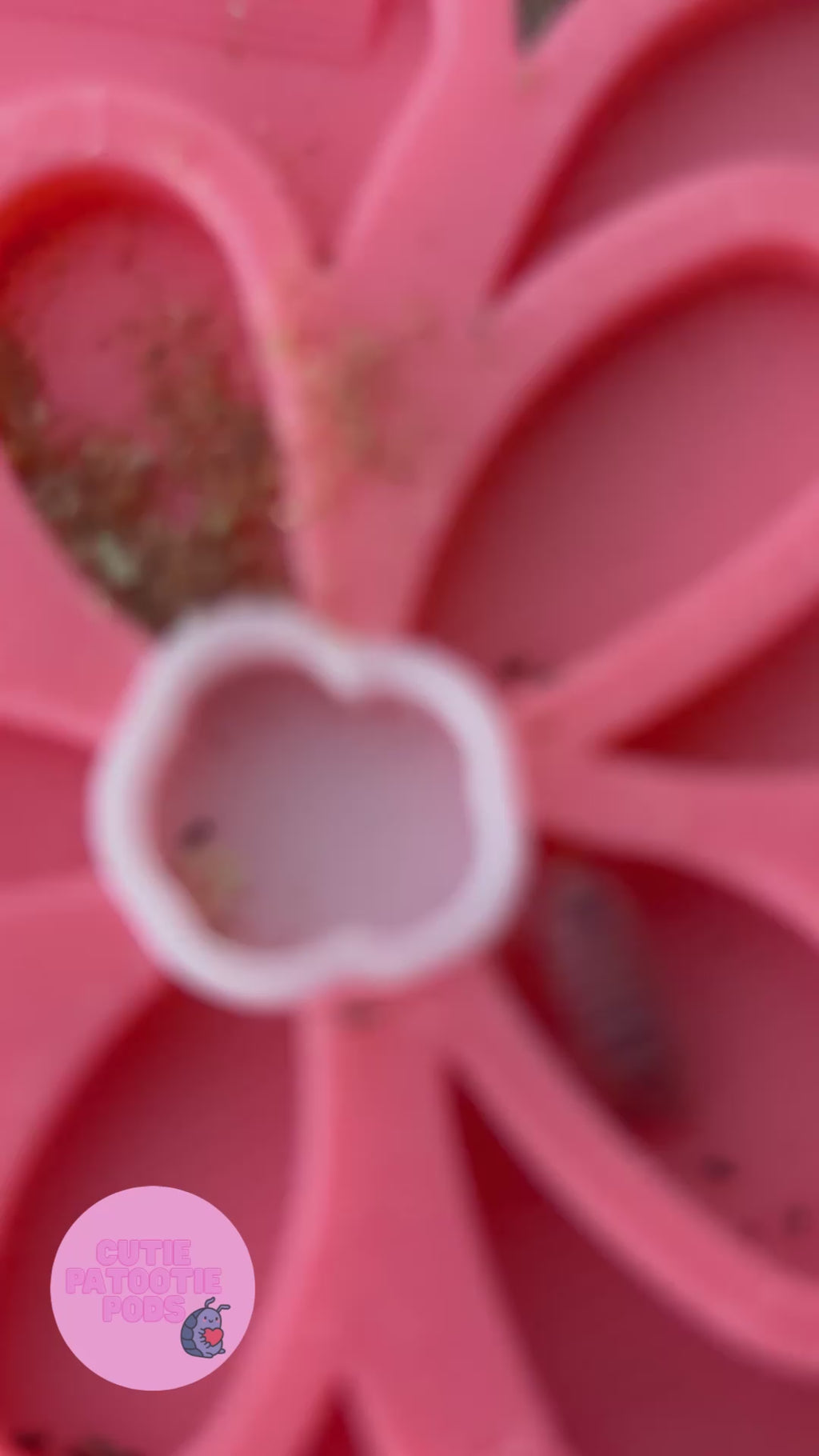 Cherry Blossom ~ Isopod , Invertebrate Feeder