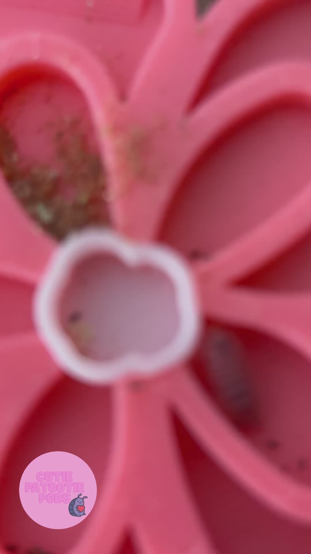 Cherry Blossom ~ Isopod , Invertebrate Feeder