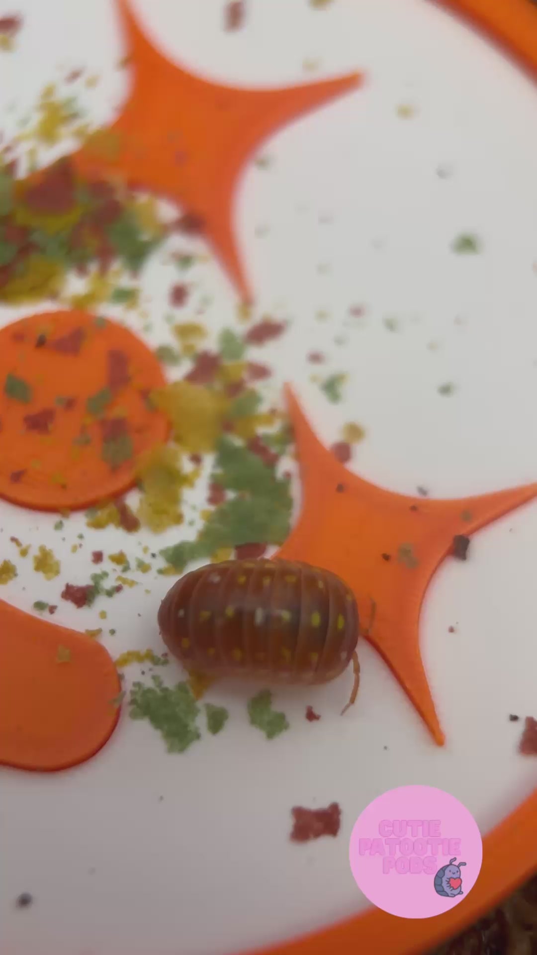 Clown ~ Isopod , Invertebrate Feeder