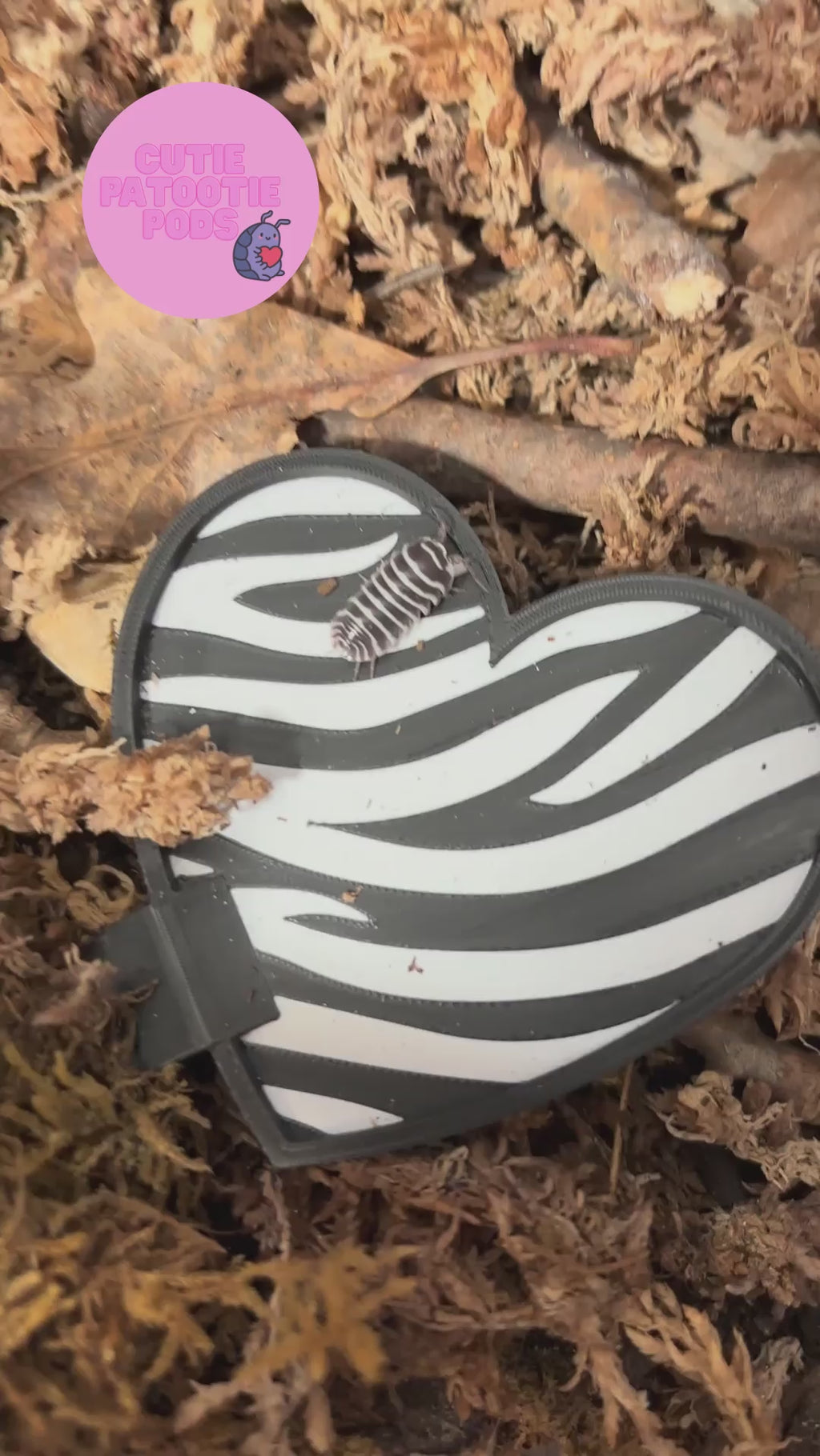 Zebra Stripes ~ Isopod , Invertebrate Feeder